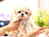 Irk Ve Sağlık Garantili Maltipoo Yavrular
