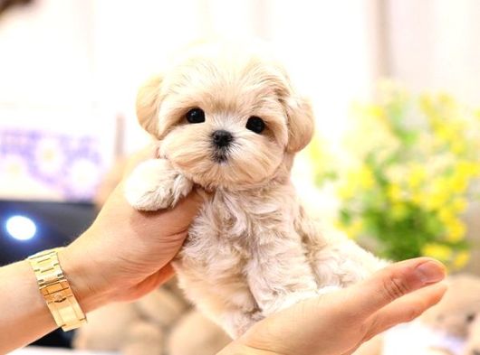 Irk Ve Sağlık Garantili Maltipoo Yavrular
