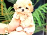 Irk Ve Sağlık Garantili Maltipoo Yavrular