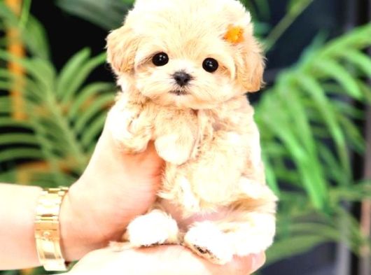 Irk Ve Sağlık Garantili Maltipoo Yavrular görsel