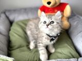 Cana Yakın Bebek Arıyorum Diyenlere