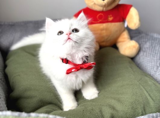 Cana Yakın Bebek Arıyorum Diyenlere görsel