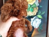 Safkan Red Brown Toy Kore Dişi Poodle Yavrular - Üst Kalite