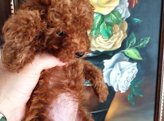 Safkan Red Brown Toy Kore Dişi Poodle Yavrular - Üst Kalite görsel
