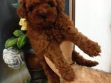 Safkan Red Brown Toy Kore Dişi Poodle Yavrular - Üst Kalite