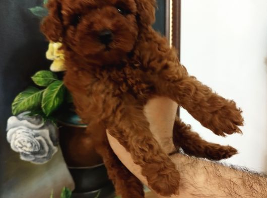 Safkan Red Brown Toy Kore Dişi Poodle Yavrular - Üst Kalite görsel
