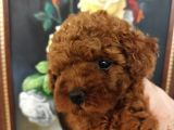 Safkan Red Brown Toy Kore Dişi Poodle Yavrular - Üst Kalite