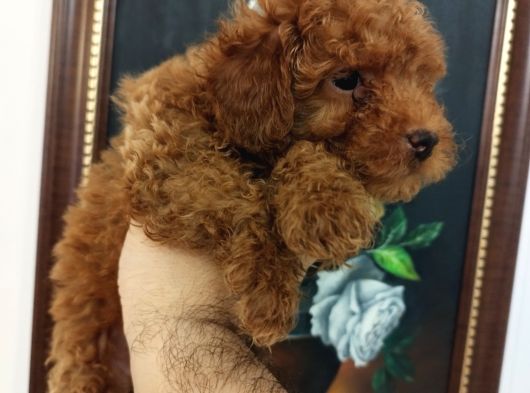 Safkan Red Brown Toy Kore Dişi Poodle Yavrular - Üst Kalite görsel