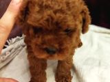 Safkan Red Brown Toy Kore Dişi Poodle Yavrular - Üst Kalite