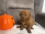 Mi̇ni̇ Boy Toy Poodle Kizimiz