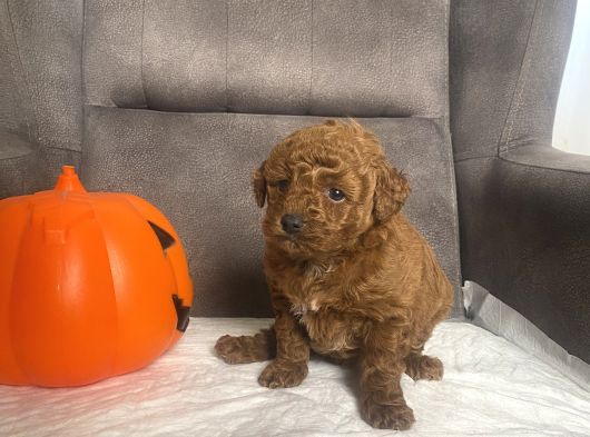 Mi̇ni̇ Boy Toy Poodle Kizimiz görsel