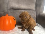 Mi̇ni̇ Boy Toy Poodle Kizimiz