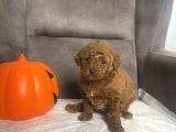 MİNİ BOY TOY POODLE KIZIMIZ