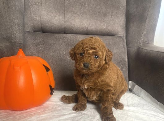 Mi̇ni̇ Boy Toy Poodle Kizimiz