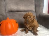 Mi̇ni̇ Boy Toy Poodle Kizimiz