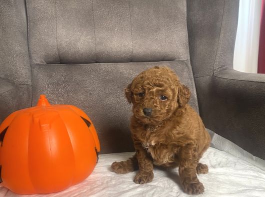 Mi̇ni̇ Boy Toy Poodle Kizimiz görsel