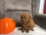 Mi̇ni̇ Boy Toy Poodle Kizimiz