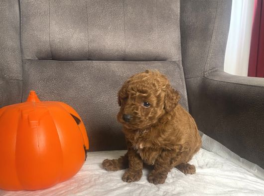 Mi̇ni̇ Boy Toy Poodle Kizimiz görsel