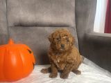 Mi̇ni̇ Boy Toy Poodle Kizimiz