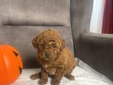 Mi̇ni̇ Boy Toy Poodle Kizimiz