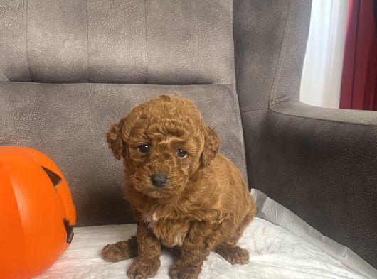 Mi̇ni̇ Boy Toy Poodle Kizimiz görsel