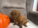 Mi̇ni̇ Boy Toy Poodle Kizimiz