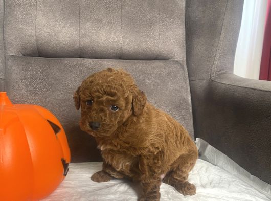 Mi̇ni̇ Boy Toy Poodle Kizimiz görsel