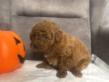 Mi̇ni̇ Boy Toy Poodle Kizimiz