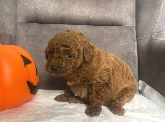 Mi̇ni̇ Boy Toy Poodle Kizimiz görsel