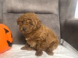Mi̇ni̇ Boy Toy Poodle Kizimiz