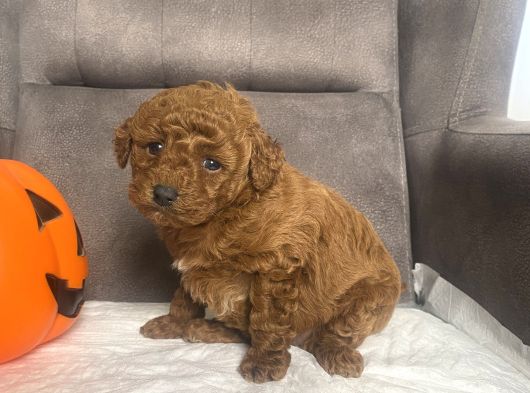 Mi̇ni̇ Boy Toy Poodle Kizimiz görsel