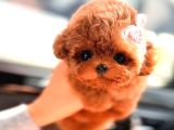 Kore Kanı  Toy Poodle Yavrularimiz