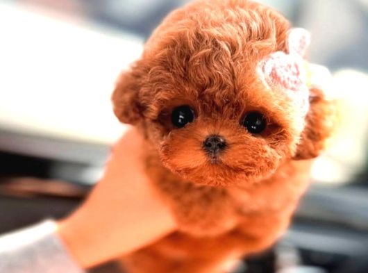 Kore Kanı  Toy Poodle Yavrularimiz