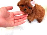 Kore Kanı  Toy Poodle Yavrularimiz