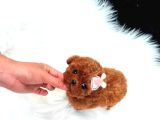Kore Kanı  Toy Poodle Yavrularimiz