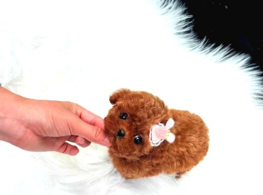 Kore Kanı  Toy Poodle Yavrularimiz görsel