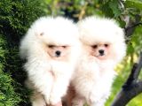 Teddy bear pom boo yavruları