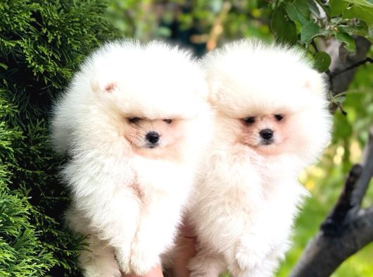 Teddy bear pom boo yavruları