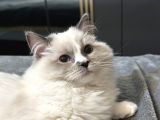 8 Aylık Ragdoll Yavrumuz Sahiplendirilecektir