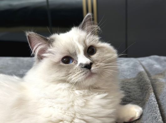 8 Aylık Ragdoll Yavrumuz Sahiplendirilecektir