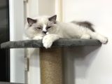 8 Aylık Ragdoll Yavrumuz Sahiplendirilecektir