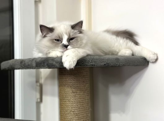 8 Aylık Ragdoll Yavrumuz Sahiplendirilecektir görsel