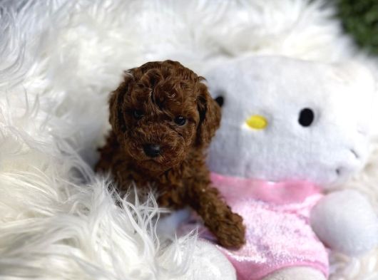 Yeni̇ Evi̇ne Gi̇tmeyi̇ Bekleyen Toy Poodle Bebekler