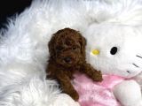 Yeni̇ Evi̇ne Gi̇tmeyi̇ Bekleyen Toy Poodle Bebekler