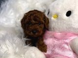 Yeni̇ Evi̇ne Gi̇tmeyi̇ Bekleyen Toy Poodle Bebekler