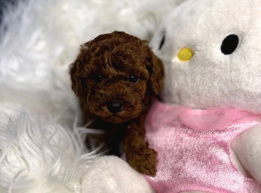 Yeni̇ Evi̇ne Gi̇tmeyi̇ Bekleyen Toy Poodle Bebekler görsel