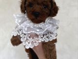 MÜKEMMEL TATLILIKTA TOY POODLE BEBEKLER
