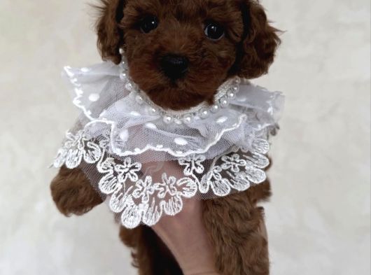 Mükemmel Tatlilikta Toy Poodle Bebekler