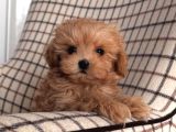 MÜKEMMEL YAPILI MALTİPOO YAVRULARI