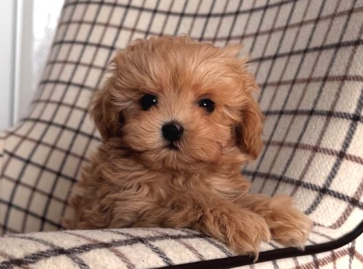 Mükemmel Yapili Malti̇poo Yavrulari
